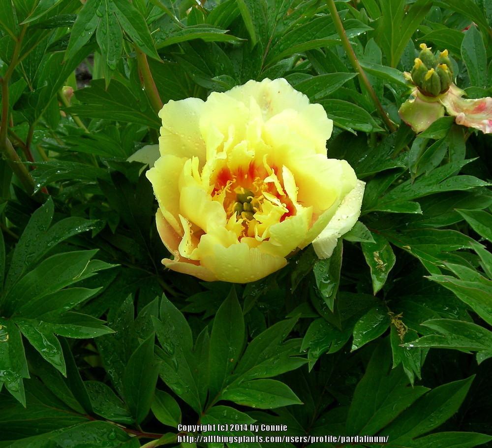 Photo of Intersectional Peony (Paeonia 'Sonoma Sun') uploaded by pardalinum