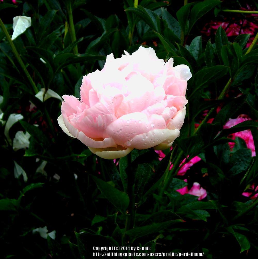 Photo of Peony (Paeonia 'Summer Glow') uploaded by pardalinum