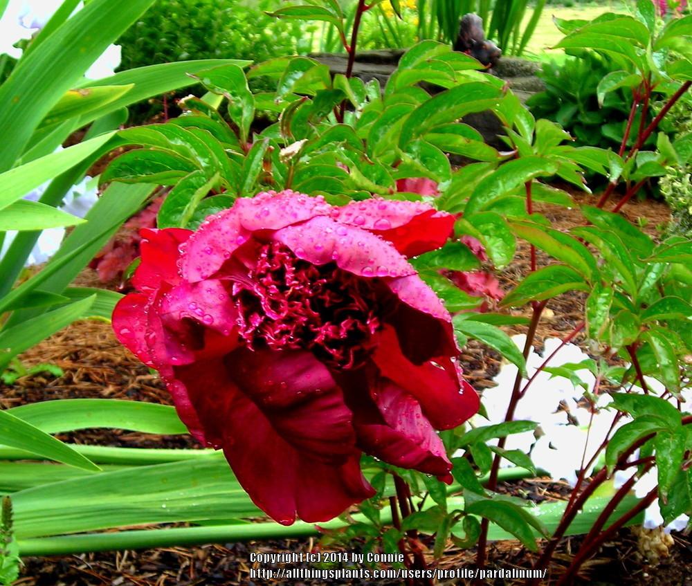 Photo of Garden Peony (Paeonia lactiflora 'Hot Chocolate') uploaded by pardalinum