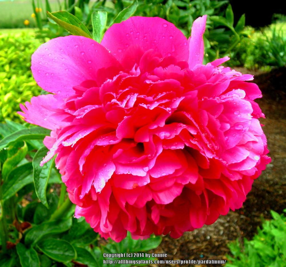 Photo of Peony (Paeonia 'Command Performance') uploaded by pardalinum