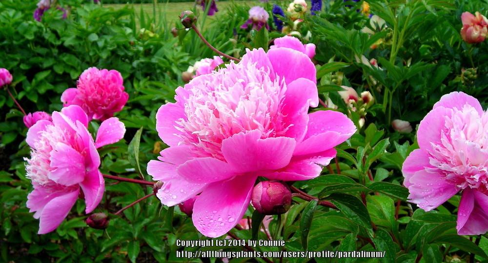 Photo of Peony (Paeonia lactiflora 'Belleville') uploaded by pardalinum