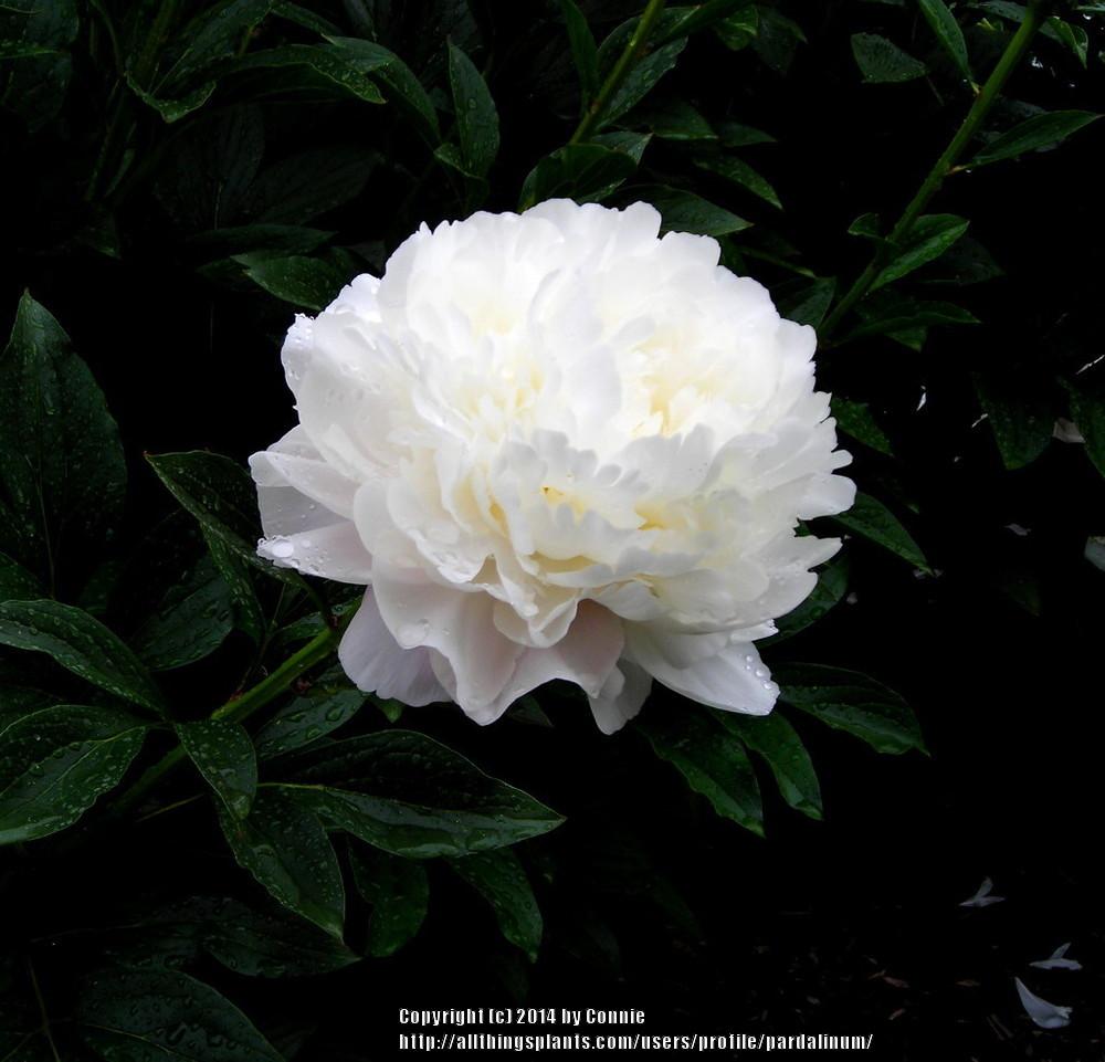 Photo of Peony (Paeonia 'White Frost') uploaded by pardalinum