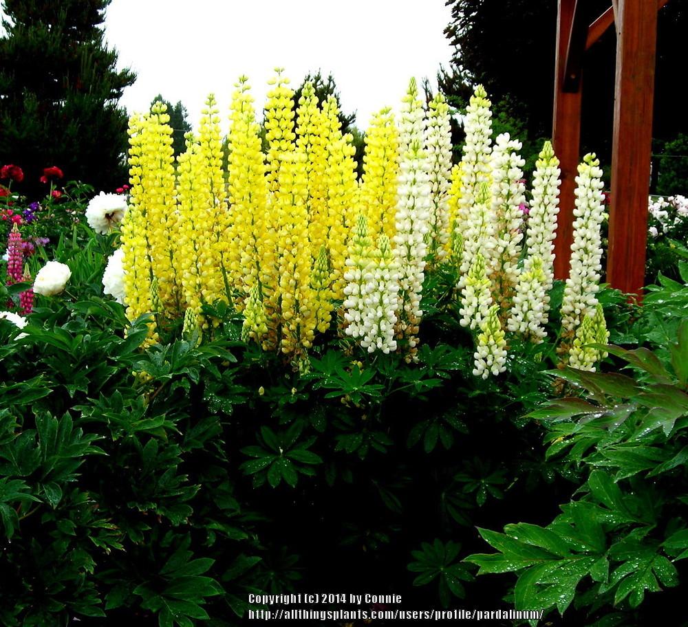 Photo of Russell Lupine (Lupinus regalis) uploaded by pardalinum