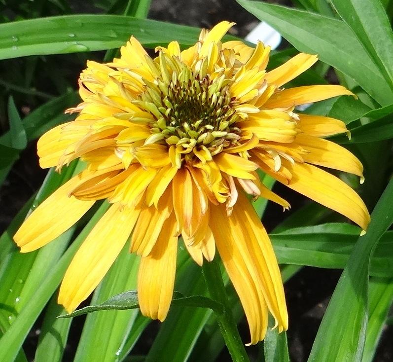 Photo of Coneflower (Echinacea 'Marmalade') uploaded by stilldew