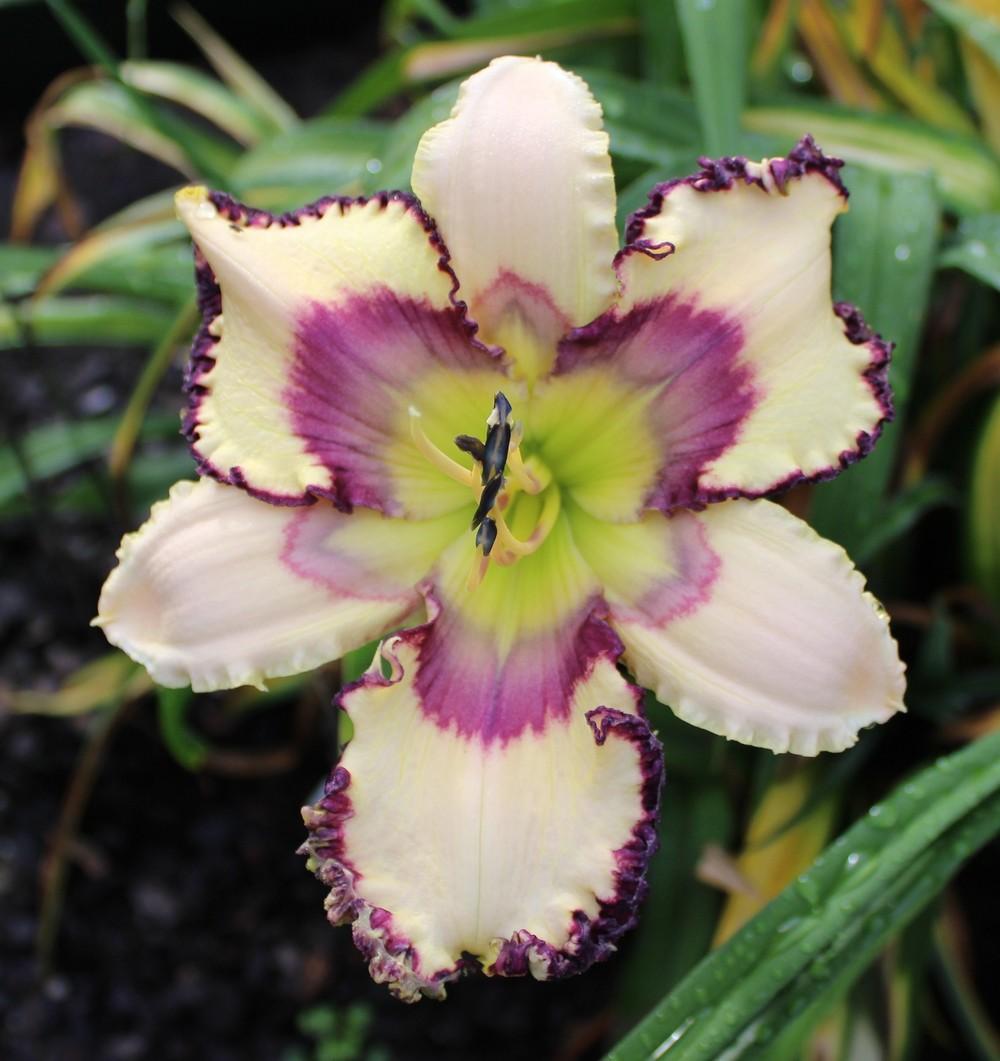 Photo of Daylily (Hemerocallis 'Other Side of Heaven') uploaded by tink3472