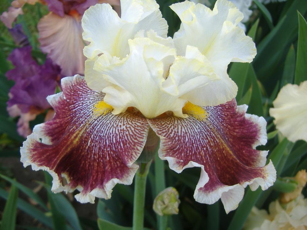 Photo of Tall Bearded Iris (Iris 'Wonders Never Cease') uploaded by tveguy3
