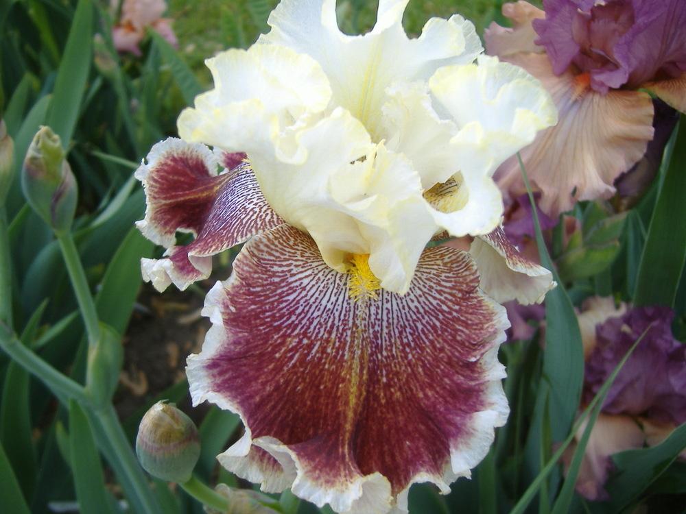 Photo of Tall Bearded Iris (Iris 'Wonders Never Cease') uploaded by tveguy3