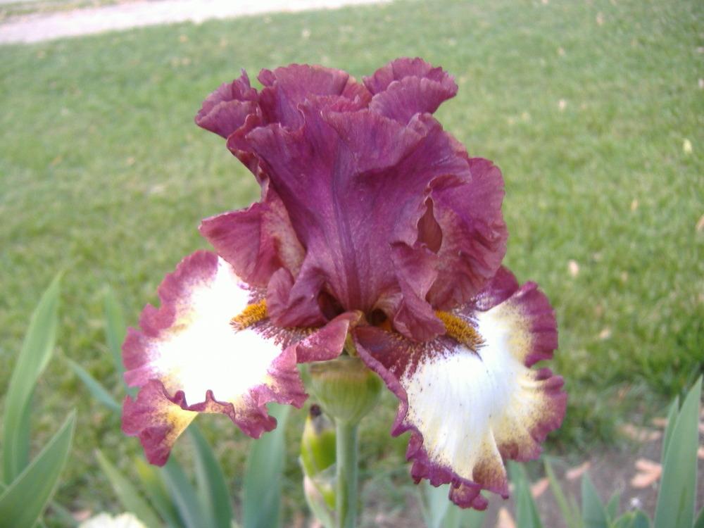 Photo of Tall Bearded Iris (Iris 'Class Ring') uploaded by tveguy3
