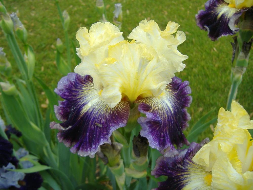 Photo of Tall Bearded Iris (Iris 'Cold Fusion') uploaded by tveguy3