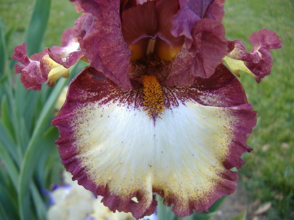 Photo of Tall Bearded Iris (Iris 'Class Ring') uploaded by tveguy3
