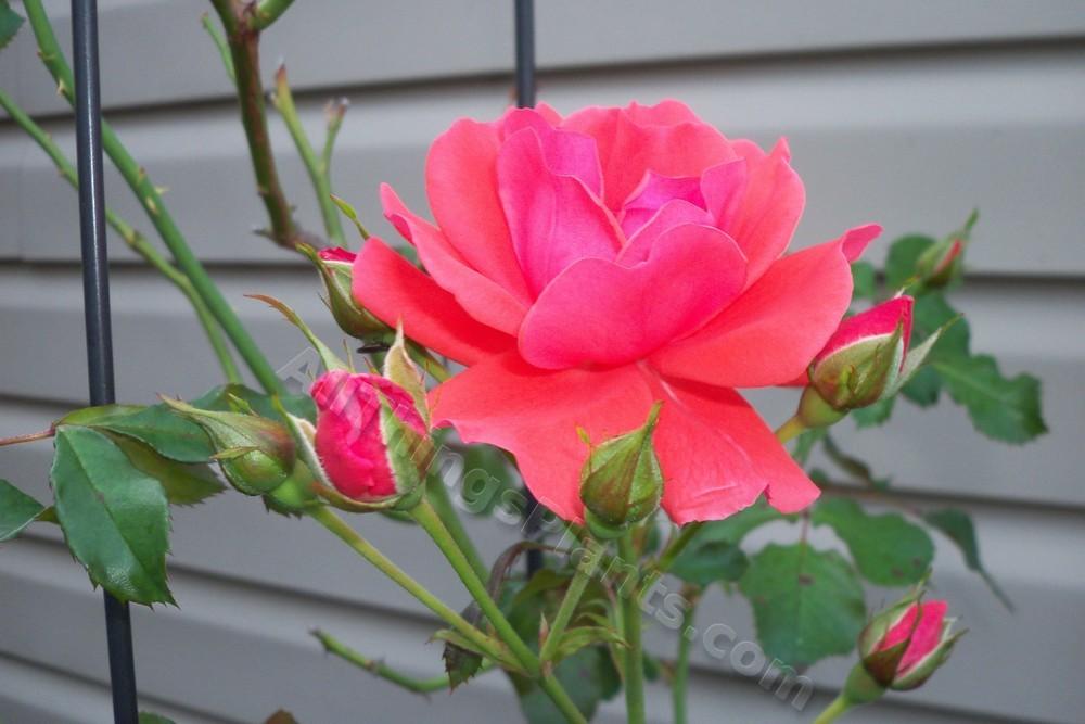 Photo of Roses (Rosa) uploaded by virginiarose