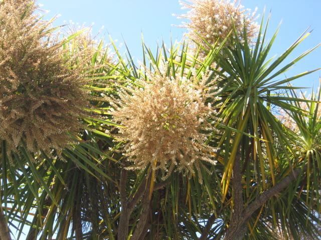 Photo of Cabbage Tree (Cordyline australis) uploaded by wcgypsy