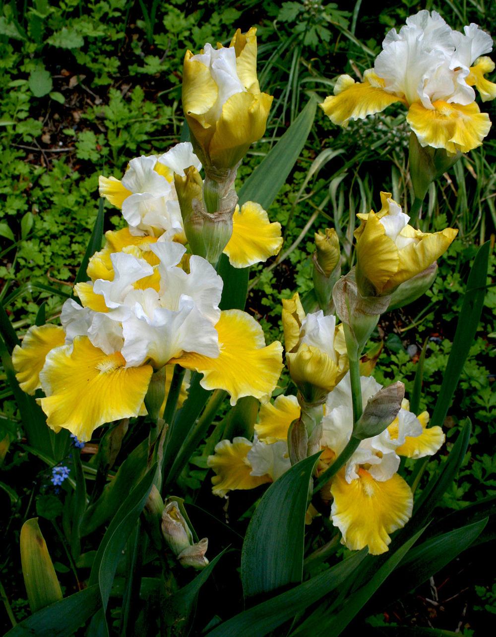 Photo of Tall Bearded Iris (Iris 'Aura Light') uploaded by Pwinget
