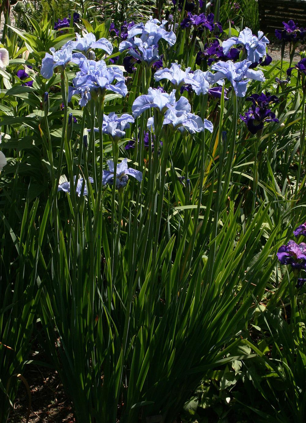 Photo of Siberian Iris (Iris 'Barefoot Boy') uploaded by Pwinget