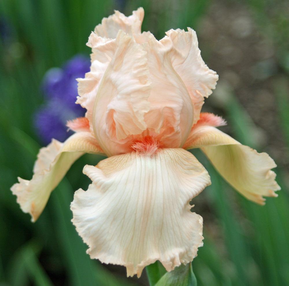 Photo of Tall Bearded Iris (Iris 'Hurricane Lamp') uploaded by Snork