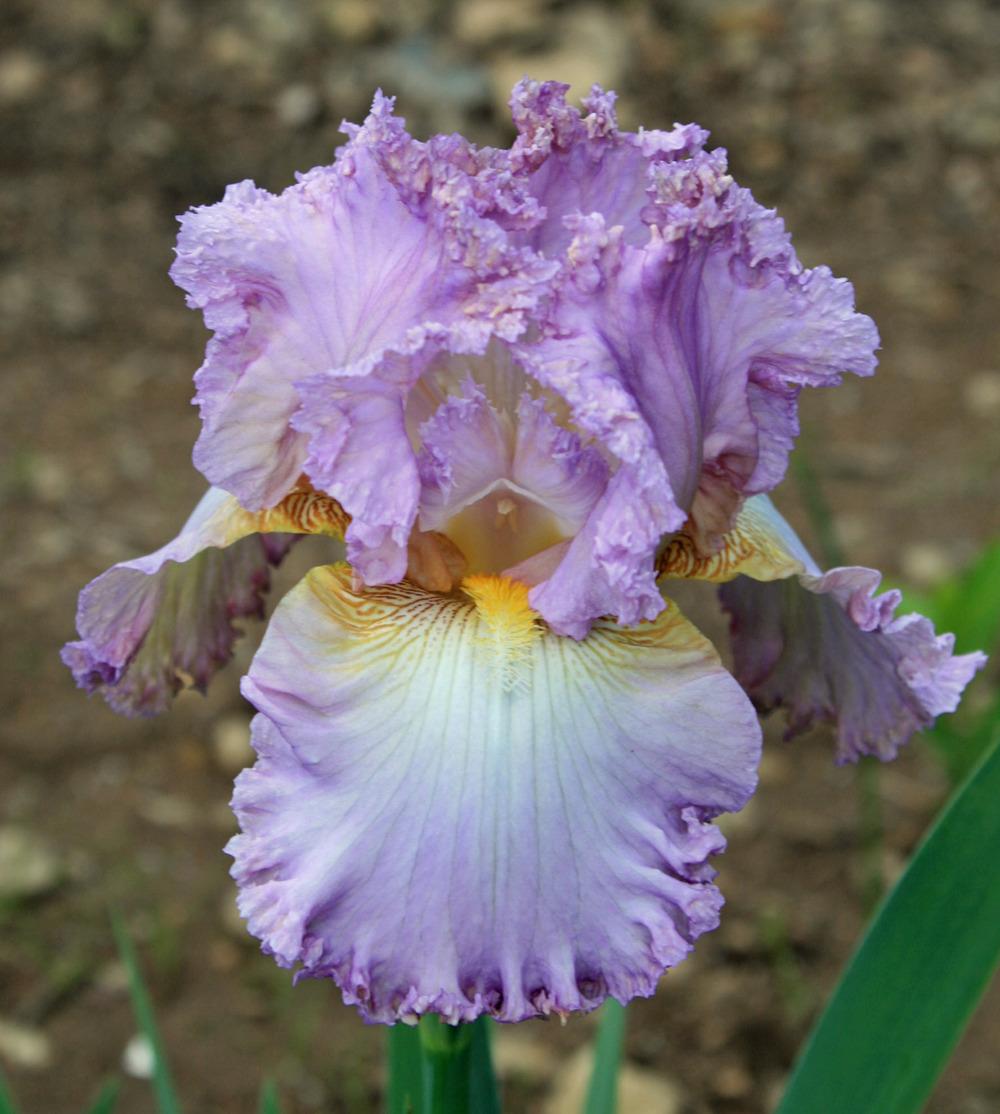Photo of Tall Bearded Iris (Iris 'Lace Jabot') uploaded by Snork