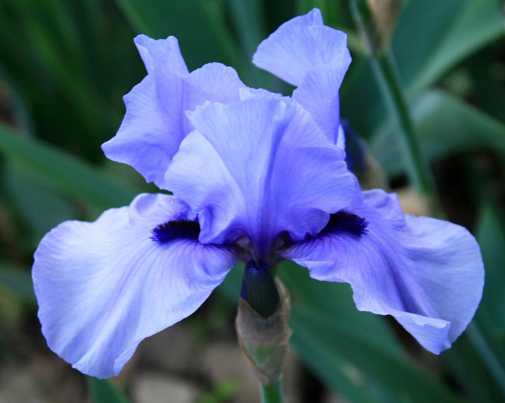 Photo of Tall Bearded Iris (Iris 'Codicil') uploaded by Snork