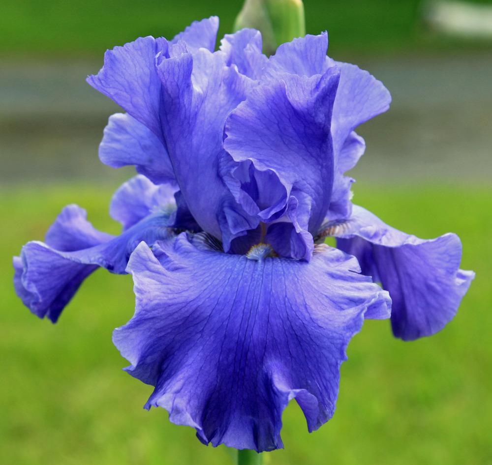 Photo of Tall Bearded Iris (Iris 'Yaquina Blue') uploaded by Snork