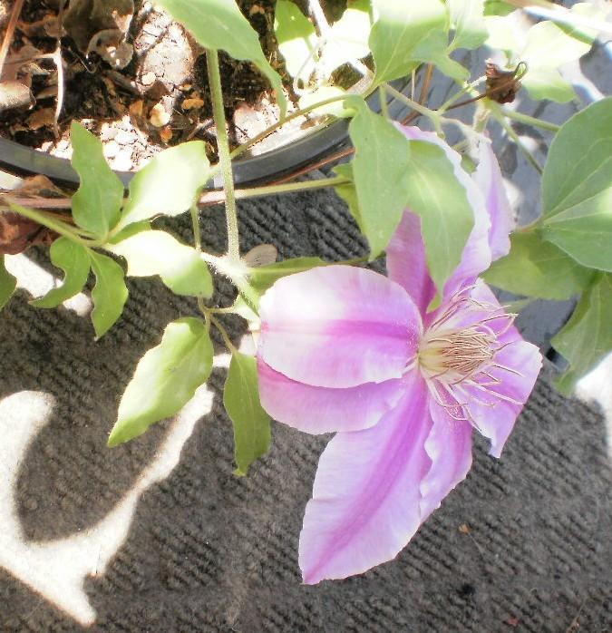 Photo of Clematis 'Dr. Ruppel' uploaded by SongofJoy