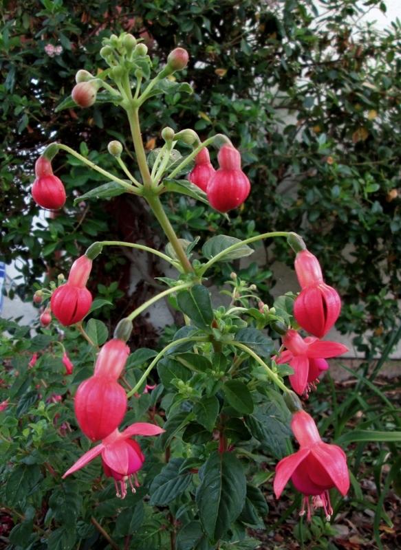 Photo of Fuchsias (Fuchsia) uploaded by chalyse