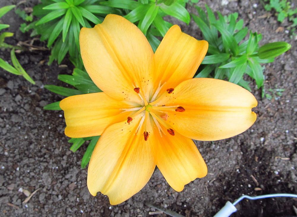 Photo of Lily (Lilium 'Buff Pixie') uploaded by jmorth
