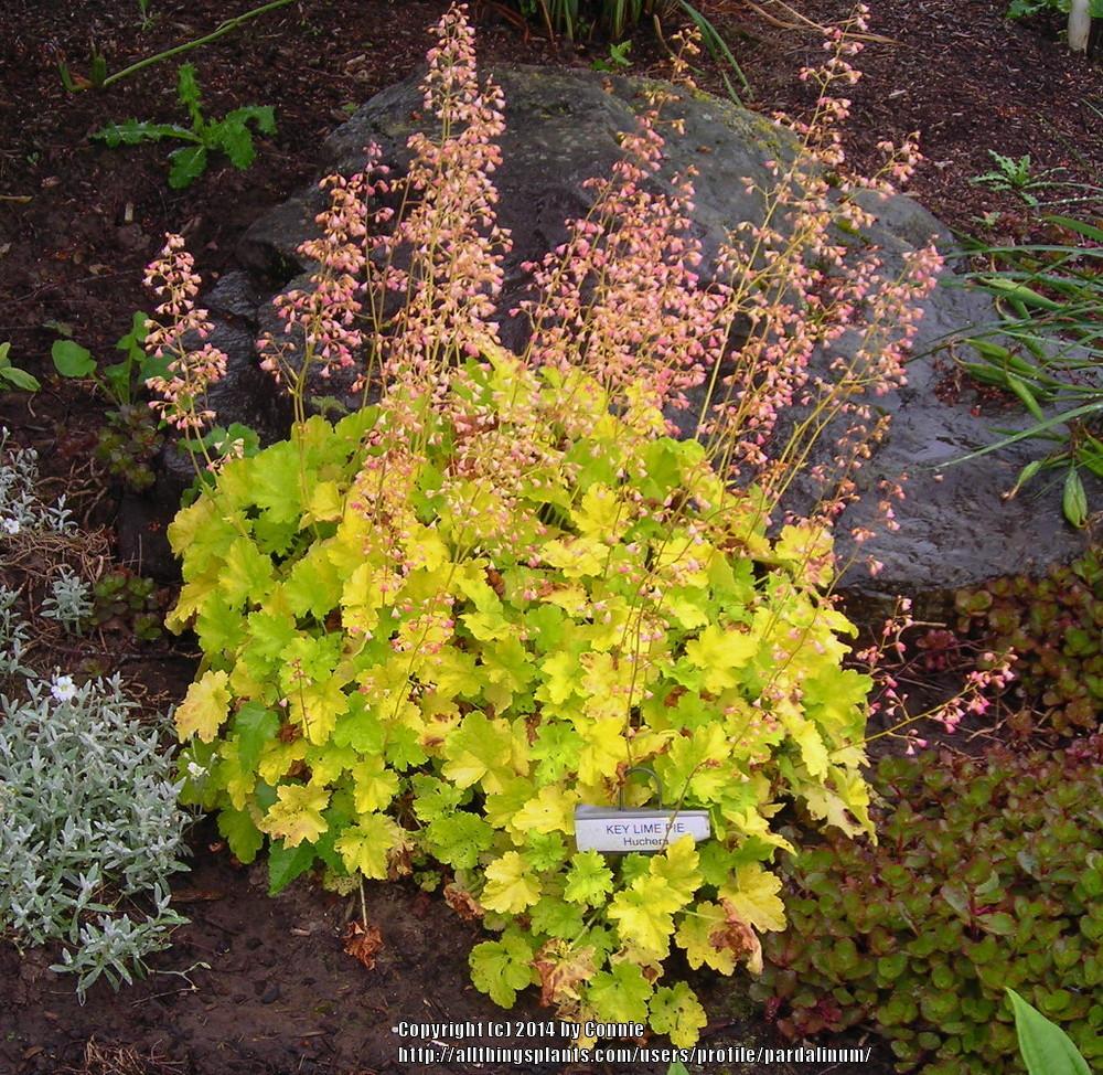 Photo of Coral Bells (Heuchera Dolce® Key Lime Pie) uploaded by pardalinum