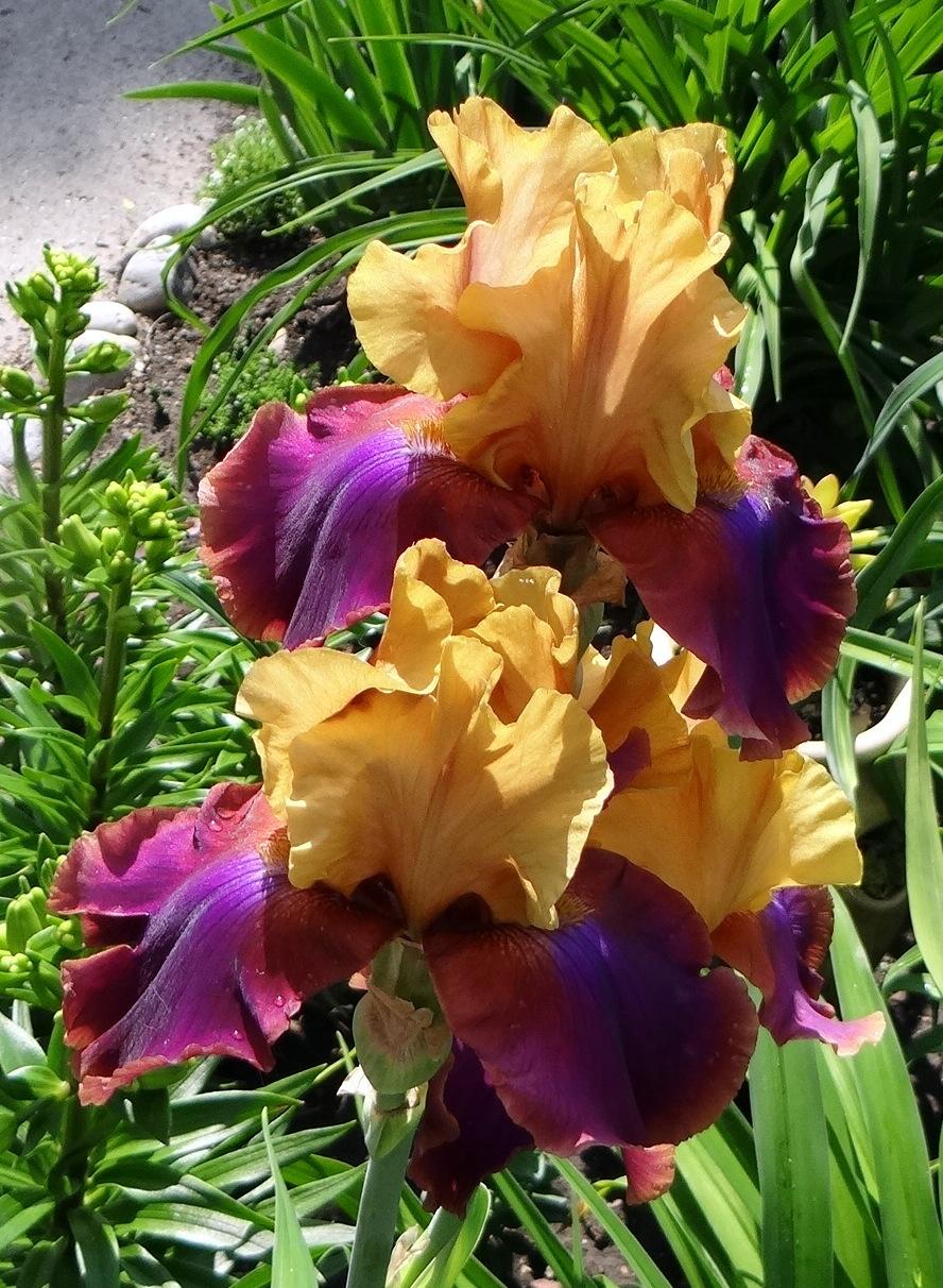 Photo of Tall Bearded Iris (Iris 'Syncopation') uploaded by stilldew