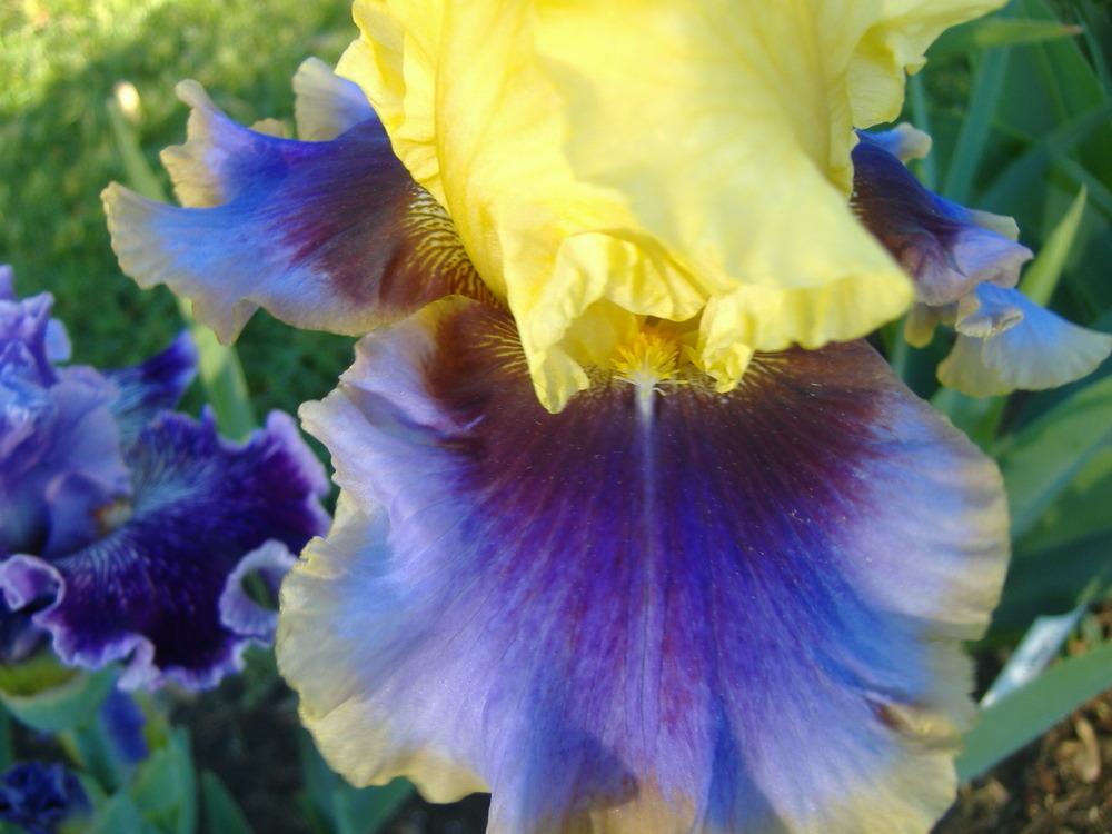 Photo of Tall Bearded Iris (Iris 'Gypsy Lady') uploaded by tveguy3