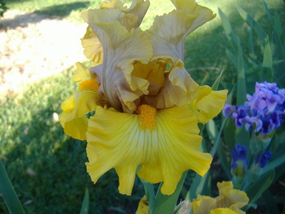 Photo of Tall Bearded Iris (Iris 'Overview') uploaded by tveguy3