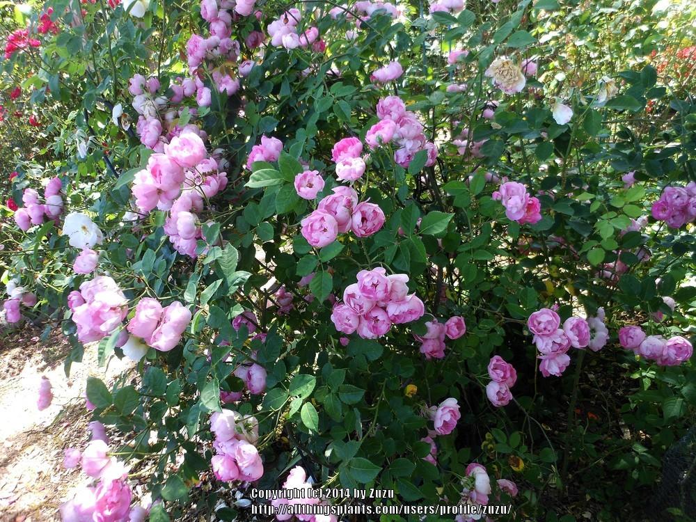 Photo of Rose (Rosa 'Raubritter') uploaded by zuzu
