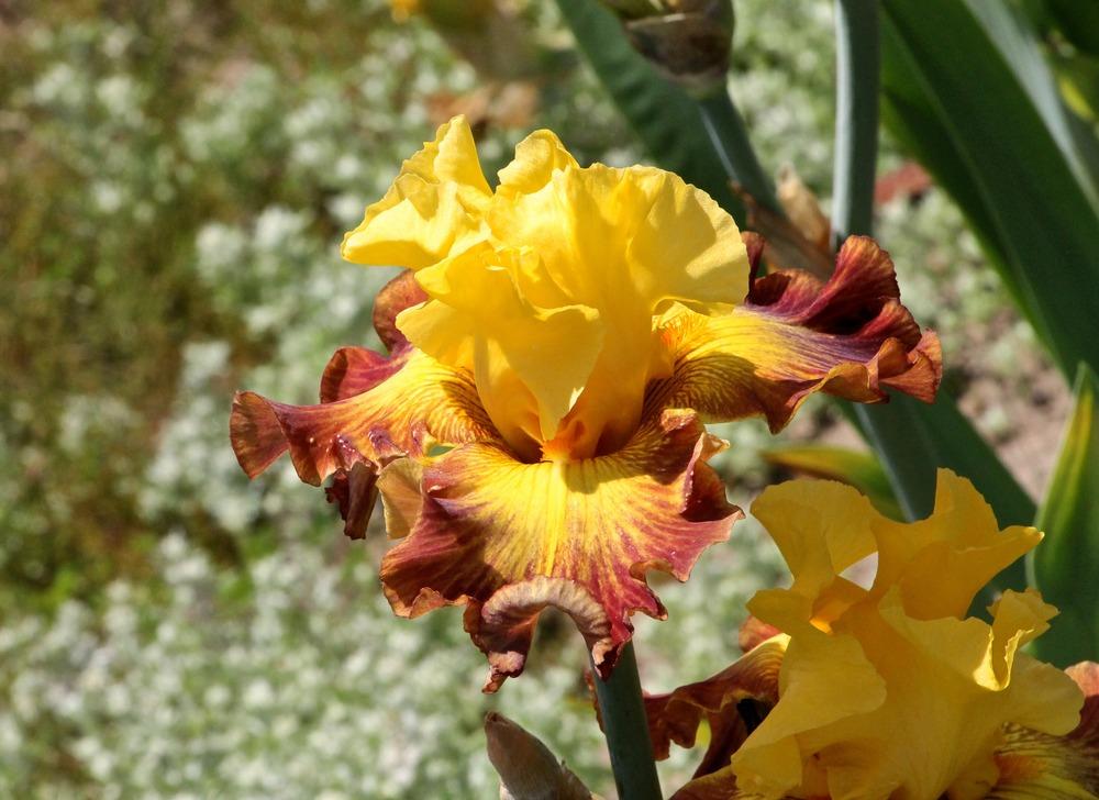 Photo of Tall Bearded Iris (Iris 'Hot Danish') uploaded by ARUBA1334