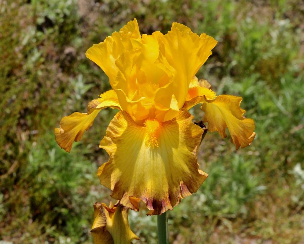 Photo of Tall Bearded Iris (Iris 'Late Pickings') uploaded by ARUBA1334