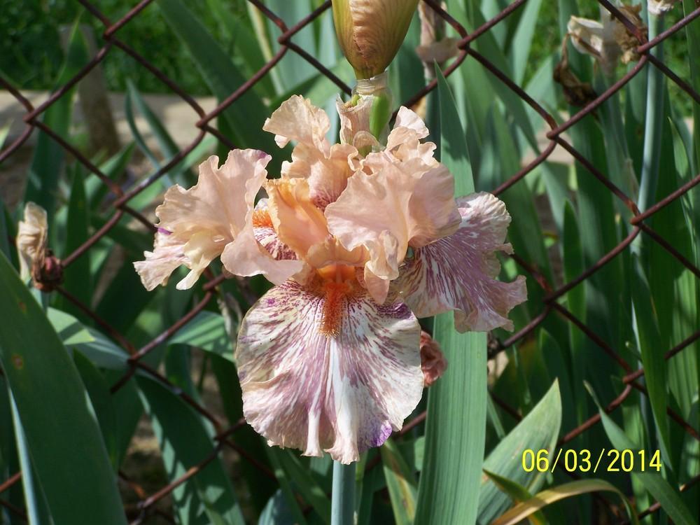 Photo of Tall Bearded Iris (Iris 'King Tush') uploaded by Misawa77