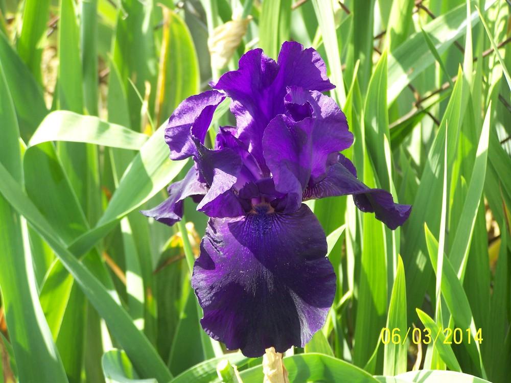 Photo of Tall Bearded Iris (Iris 'Nights of Gladness') uploaded by Misawa77