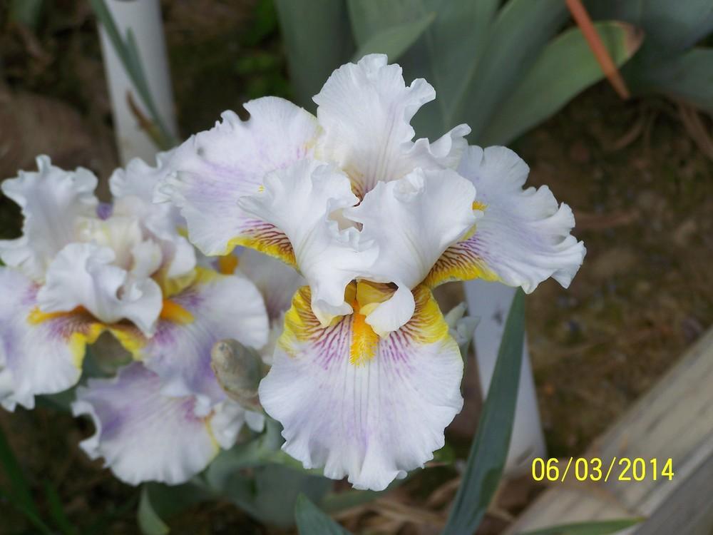 Photo of Tall Bearded Iris (Iris 'Goldkist') uploaded by Misawa77