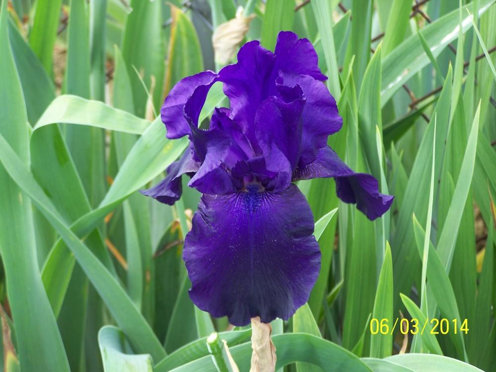 Photo of Tall Bearded Iris (Iris 'Nights of Gladness') uploaded by Misawa77