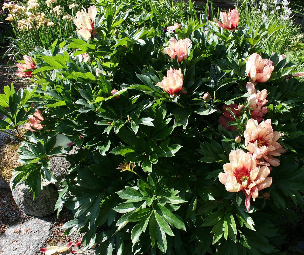 Photo of Intersectional Peony (Paeonia 'Kopper Kettle') uploaded by Pwinget