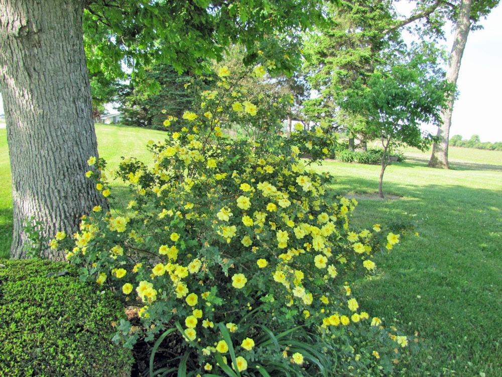Photo of Rose (Rosa 'Harison's Yellow') uploaded by TBGDN