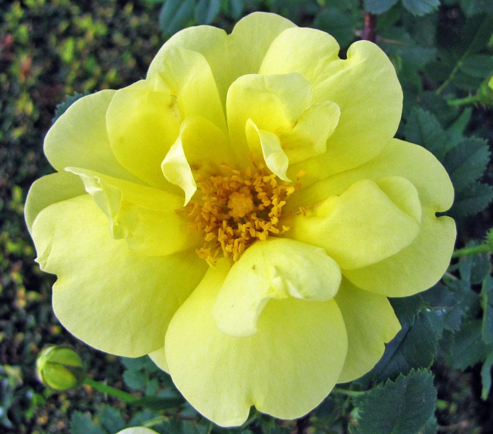 Photo of Rose (Rosa 'Harison's Yellow') uploaded by TBGDN