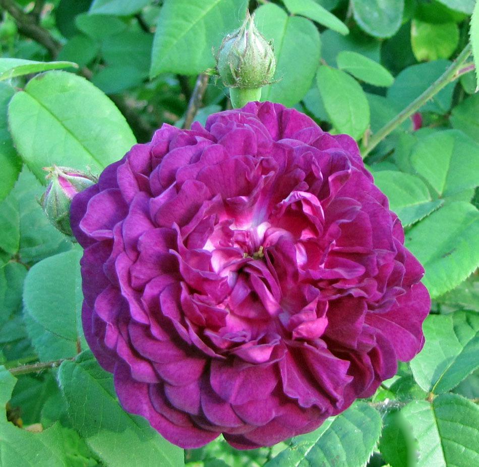 Photo of Rose (Rosa 'Cardinal de Richelieu') uploaded by TBGDN