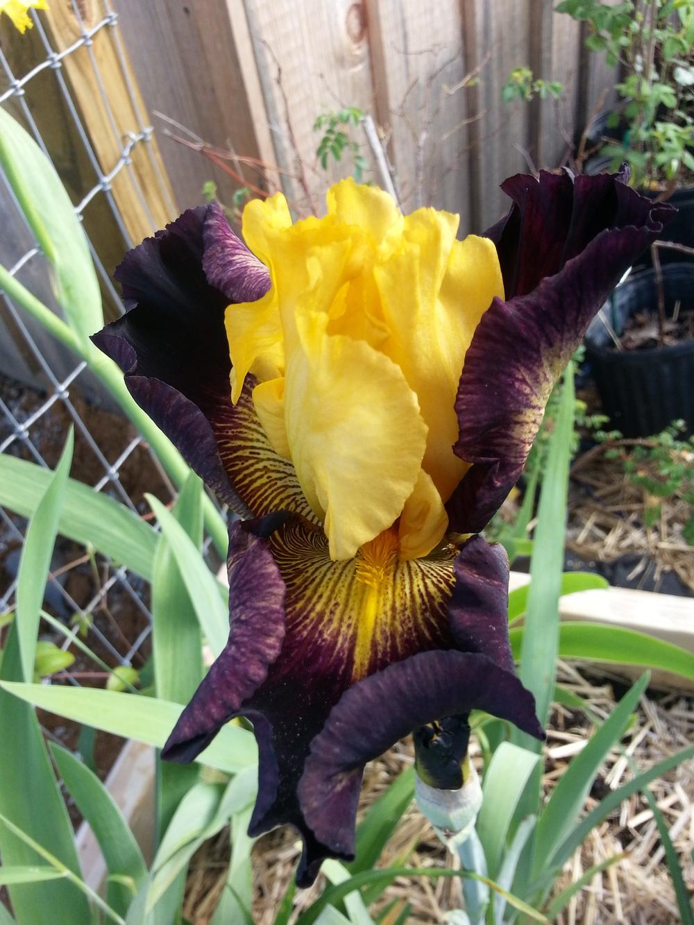 Photo of Tall Bearded Iris (Iris 'Explicit') uploaded by TammyB
