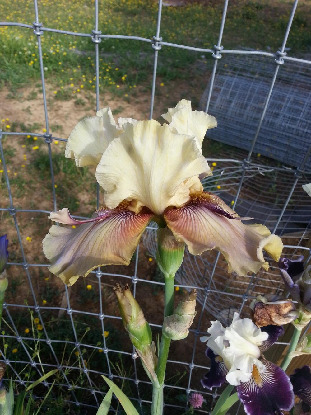 Photo of Tall Bearded Iris (Iris 'Thornbird') uploaded by TammyB