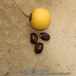 Location: Atlantic Rainforest, Paraty, Brazil
Date: 2014-01-14
Fruit and the big seeds.