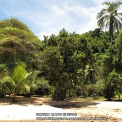 Location: On the beach, Atlantic Rainforest, Paraty, Brazil
Date: 2014-01-10