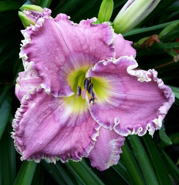 Photo of Daylily (Hemerocallis 'Sparks Forever in Blue Genes') uploaded by chalyse