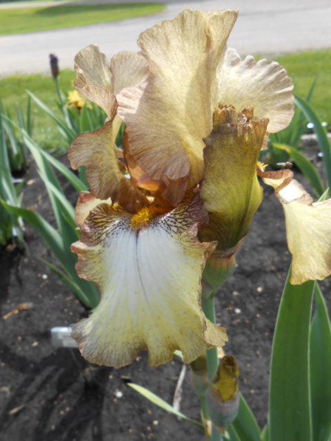 Photo of Tall Bearded Iris (Iris 'Painted Hills Sunset') uploaded by crowrita1