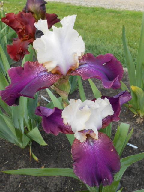 Photo of Tall Bearded Iris (Iris 'Navajo Blanket') uploaded by crowrita1