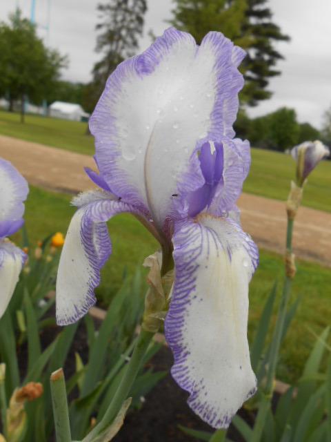 Photo of Tall Bearded Iris (Iris 'Mme. Chereau') uploaded by crowrita1