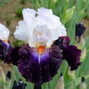 tall bearded iris 'Cosmic Celebration'