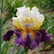 tall bearded iris 'Trumped'